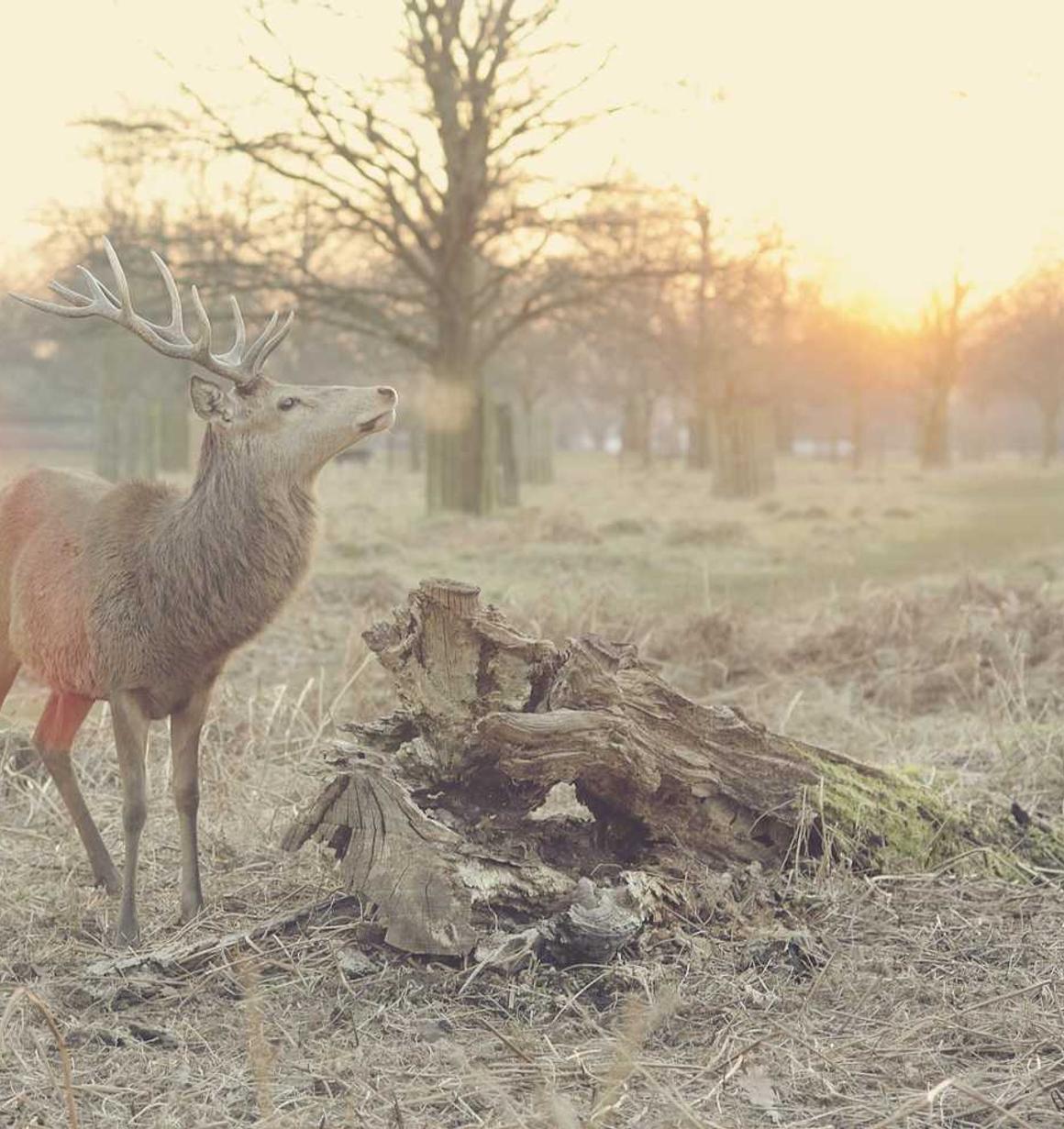 斗圣传说（送328元充值）辅助- 长沙办理代理公司注册